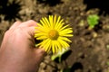 Yellow daisy flower in the hand Royalty Free Stock Photo