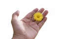 Yellow Daisy flower in hand Royalty Free Stock Photo