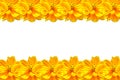 Yellow Daisy flower isolated and lined as a photo frame on white Royalty Free Stock Photo
