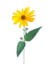 Yellow daisy flower isolated on white Royalty Free Stock Photo