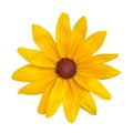 Yellow daisy flower, isolated on a white Royalty Free Stock Photo