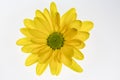 Yellow daisy flower isolated on white background Royalty Free Stock Photo