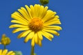 Yellow daisy flower low angle view under a blue sky in a field Royalty Free Stock Photo