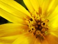 Yellow Daisy Flower Macro Close Up Royalty Free Stock Photo