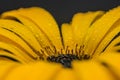 Yellow daisy flower macro