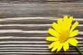 Yellow daisy flower over wood Royalty Free Stock Photo