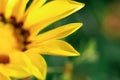 Yellow daisy flower, with unfocused background Royalty Free Stock Photo