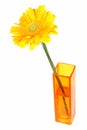 Yellow daisy flower in a vase Royalty Free Stock Photo