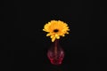 Yellow daisy flower in a vase Royalty Free Stock Photo