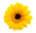 Yellow daisy flower with waterdrops Royalty Free Stock Photo