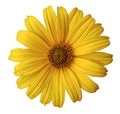 Yellow Daisy Flower On A White Isolated Background With Clipping Path. Flower For Design, Texture, Postcard, Wrapper. Closeup.