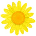 Yellow Daisy flower