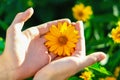 A yellow Daisy flower in your hand between your fingers on a blurry green background. Camomile in the hands of a close-up. Bright Royalty Free Stock Photo