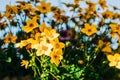 Yellow daisy flowers in bloom at sunset close up Royalty Free Stock Photo