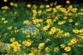 Yellow daisy flowers bloom vibrant at Da Lat ornamental garden Royalty Free Stock Photo