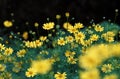 Yellow daisy flowers bloom vibrant at Da Lat ornamental garden Royalty Free Stock Photo