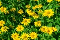 Yellow daisy flowers field background Royalty Free Stock Photo