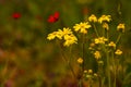 Yellow daisy flowers field are blooming under morning Royalty Free Stock Photo