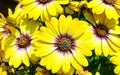 Yellow daisy flowers flower Royalty Free Stock Photo