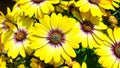 Yellow daisy flowers flower Royalty Free Stock Photo