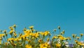 Yellow daisy flowers meadow field with clear blue sky, bright day light. beautiful natural blooming daisies in spring summer. Royalty Free Stock Photo