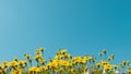 Yellow daisy flowers meadow field with clear blue sky, bright day light. beautiful natural blooming daisies in spring summer.