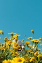 Yellow daisy flowers meadow field with clear blue sky, bright day light. beautiful natural blooming daisies in spring summer. Royalty Free Stock Photo