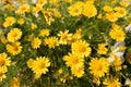 Yellow daisy flowers meadow field in garden, bright day light. beautiful natural blooming daisies in spring summer.