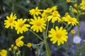 Yellow Daisy flowers,Sidewalks, ornamental flowers, natural colored flowers, city ornamental flowers, flowers between stones, Royalty Free Stock Photo