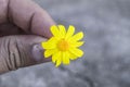 Yellow Daisy flowers,Sidewalks, ornamental flowers, natural colored flowers, city ornamental flowers, flowers between stones, Royalty Free Stock Photo