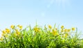 Yellow daisy flowers and spring grass on blue sky background Royalty Free Stock Photo