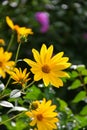 Yellow daisy flowers in summer time