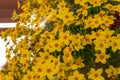 Yellow daisy flowers at sunset close up Royalty Free Stock Photo