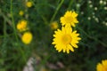 Yellow daisy in focus on the meadow Royalty Free Stock Photo