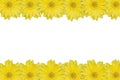Yellow daisy frame Royalty Free Stock Photo