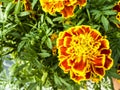 Yellow daisy garden in festive season Royalty Free Stock Photo