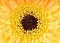 Yellow daisy-gerbera