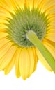 Yellow daisy-gerbera