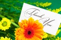 Yellow daisy, gerbera and card signed thank you Royalty Free Stock Photo