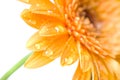 Yellow daisy-gerbera with water drops Royalty Free Stock Photo