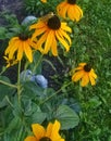 Yellow daisy with green grasshopper Royalty Free Stock Photo