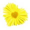 Yellow daisy heart Royalty Free Stock Photo