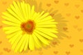 Yellow daisy-heart Royalty Free Stock Photo