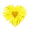 Yellow daisy with heart in center