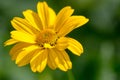 Yellow daisy with a heart like a sunflower Royalty Free Stock Photo