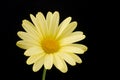 Yellow Daisy