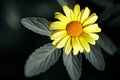 Yellow daisy isolated on black background Royalty Free Stock Photo