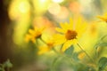 yellow daisy-like flowers at sunset. Blurred background