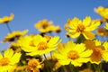 Yellow daisy meadow against a blue sky Royalty Free Stock Photo