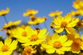 Yellow daisy meadow against a blue sky Royalty Free Stock Photo